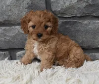 Marley , a female Cavapoo for sale in Berlin, OH – 6 of 7