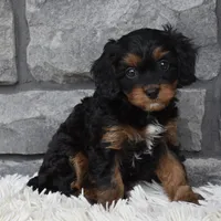Roxy, a female Cavapoo for sale in Berlin, OH – 6 of 8
