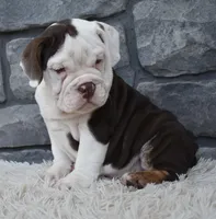 Tater, a male English Bulldog and Beagle for sale in Berlin, OH – 3 of 4
