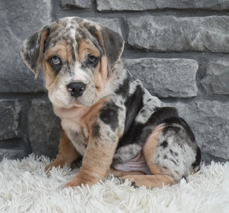 Maverick  – English Bulldog, Beagle puppy for sale in Berlin, OH