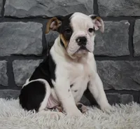 Paige, a female English Bulldog and Beagle for sale in Berlin, OH – Photo 4 of 6