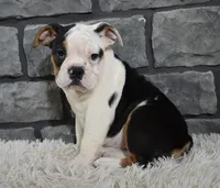 Paige, a female English Bulldog and Beagle for sale in Berlin, OH – Photo 1 of 6