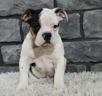 Paige, a female English Bulldog and Beagle for sale in Berlin, OH – Photo 5 of 6