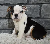 Paige, a female English Bulldog and Beagle for sale in Berlin, OH – Photo 6 of 6