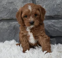 Rocco , a male Cavapoo for sale in Berlin, OH – 1 of 7