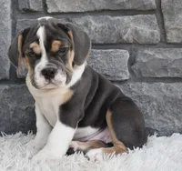 Avery , a female English Bulldog and Beagle for sale in Berlin, OH – 4 of 4