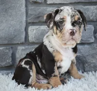 Bubba, a male English Bulldog and Beagle for sale in Berlin, OH – 2 of 6
