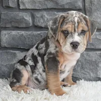 Maverick , a male English Bulldog and Beagle for sale in Berlin, OH – 5 of 5