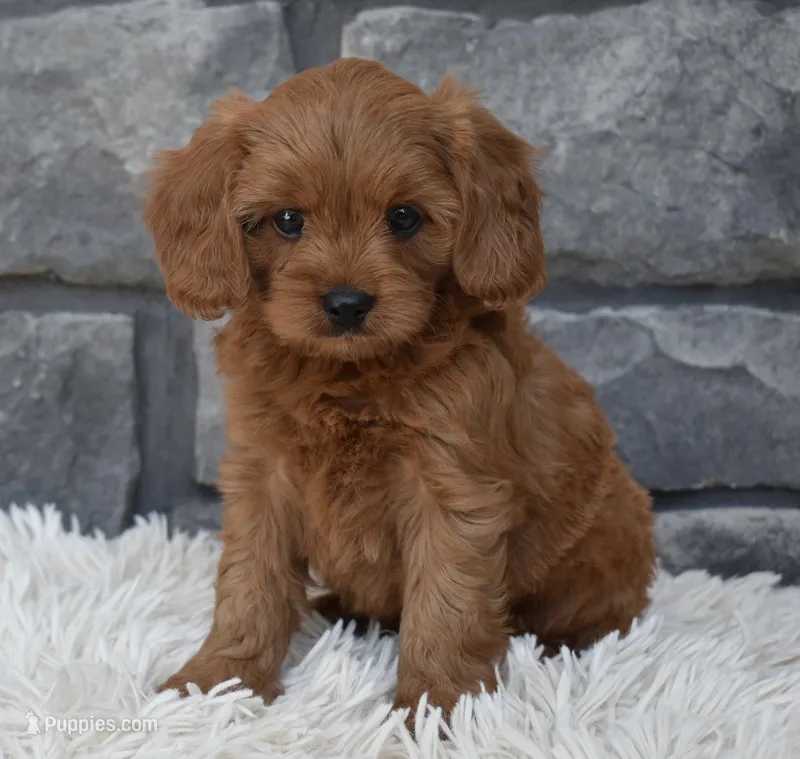 Hank – Cavapoo puppy for sale in Berlin, OH