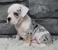 Toby, a male English Bulldog and Beagle for sale in Berlin, OH – 2 of 5