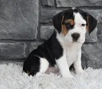 Alice , a female English Bulldog and Beagle for sale in Berlin, OH – 4 of 4