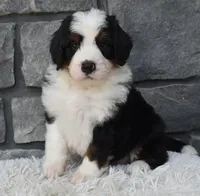 Cuddles, a male Miniature Bernedoodle for sale in Berlin, OH – 1 of 6