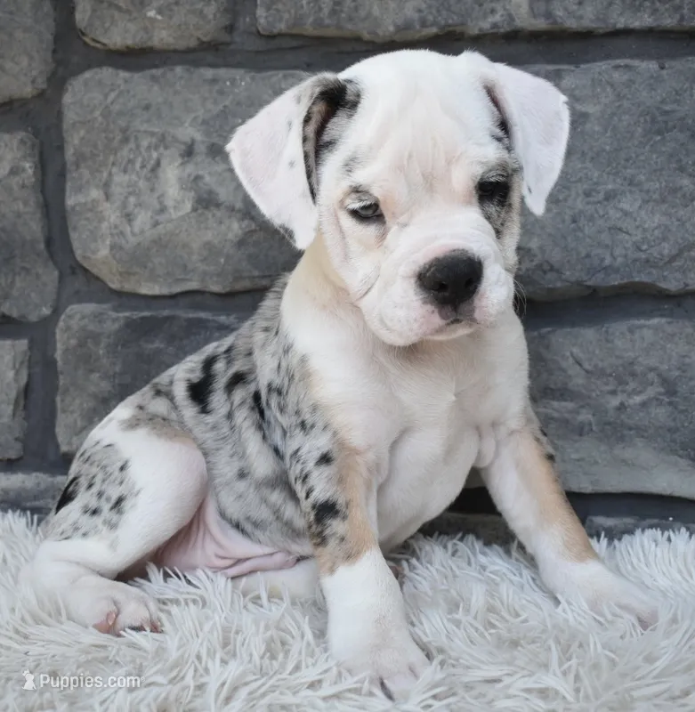Toby – English Bulldog, Beagle puppy for sale in Berlin, OH
