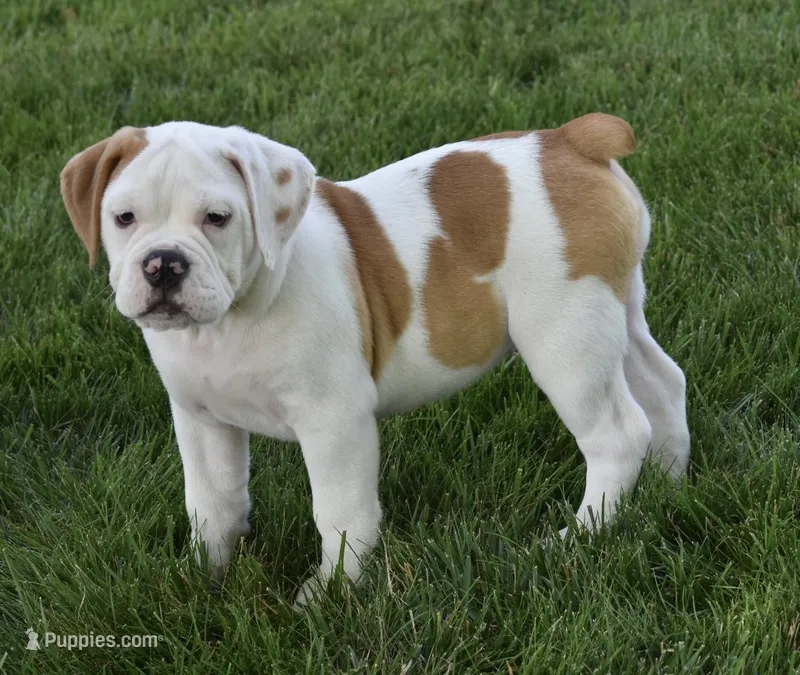 Abby  – English Bulldog, Beagle puppy for sale in Berlin, OH
