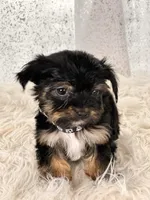 Bean, a male Yorkshire Terrier for sale in Denver, CO – Photo 4 of 4