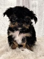 Bean, a male Yorkshire Terrier for sale in Denver, CO – Photo 1 of 4