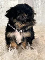 Bean, a male Yorkshire Terrier for sale in Denver, CO – Photo 2 of 4