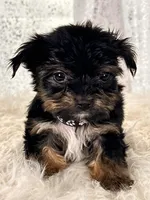 Bean, a male Yorkshire Terrier for sale in Denver, CO – Photo 3 of 4