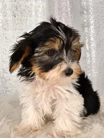 Jasper, a male Yorkshire Terrier for sale in Denver, CO – Photo 4 of 4