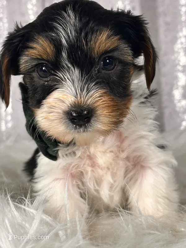 Jasper – Yorkshire Terrier puppy for sale in Denver, CO