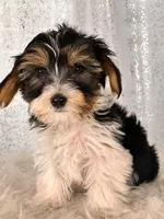 Jasper, a male Yorkshire Terrier for sale in Denver, CO – Photo 2 of 4