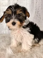 Jasper, a male Yorkshire Terrier for sale in Denver, CO – Photo 3 of 4