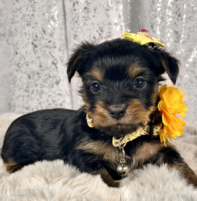 Mochi – Yorkshire Terrier puppy for sale in Denver, CO