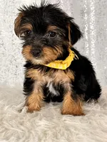 Mochi, a female Yorkshire Terrier for sale in Denver, CO – Photo 2 of 3