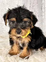 Mochi, a female Yorkshire Terrier for sale in Denver, CO – Photo 3 of 3