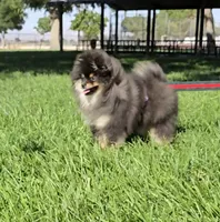 Prada, a female Pomeranian for sale in Los Angeles, CA – 5 of 5