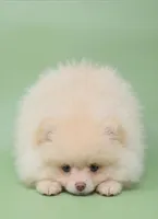 Charlie, a male Pomeranian for sale in Los Angeles, CA – Photo 3 of 4