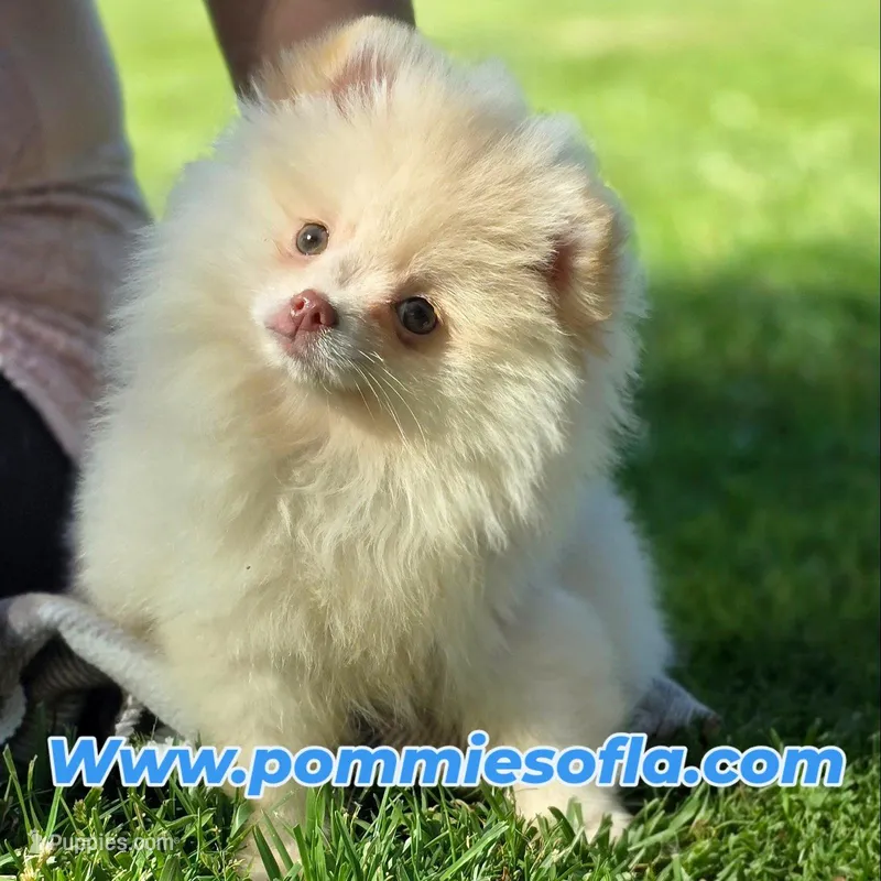 Charlie – Pomeranian puppy for sale in Los Angeles, CA