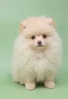 Charlie, a male Pomeranian for sale in Los Angeles, CA – Photo 2 of 4
