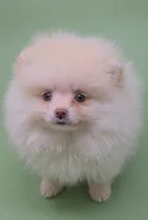 Charlie, a male Pomeranian for sale in Los Angeles, CA – Photo 4 of 4