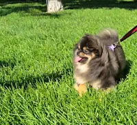 Prada, a female Pomeranian for sale in Los Angeles, CA – 3 of 5