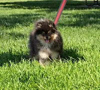 Prada, a female Pomeranian for sale in Los Angeles, CA – 2 of 5