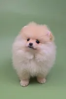 Shirley , a female Pomeranian for sale in Los Angeles, CA – Photo 3 of 4