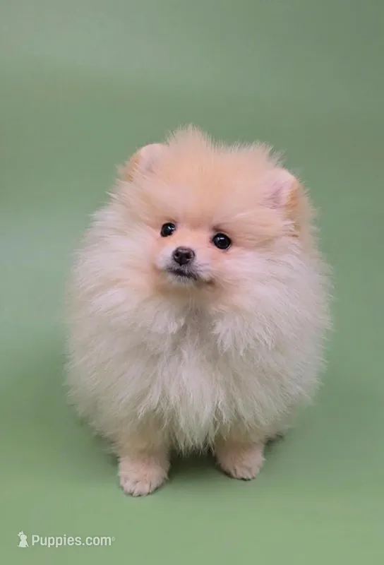 Shirley  – Pomeranian puppy for sale in Los Angeles, CA