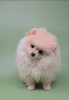 Shirley , a female Pomeranian for sale in Los Angeles, CA – Photo 2 of 4