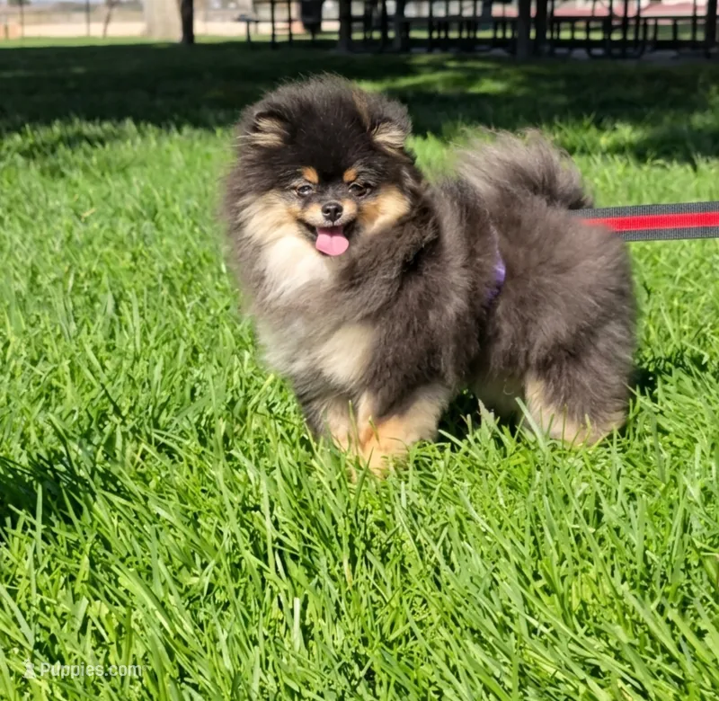 Prada – Pomeranian puppy for sale in Los Angeles, CA