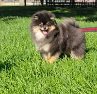 Prada, a female Pomeranian for sale in Los Angeles, CA – 1 of 5