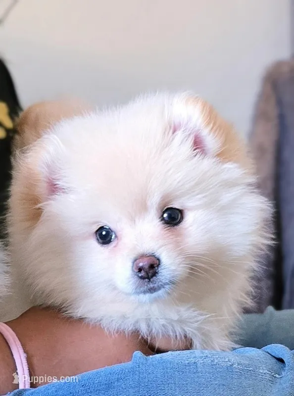 Candy – Pomeranian puppy for sale in Los Angeles, CA