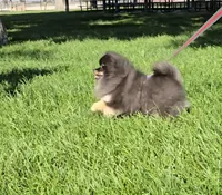 Prada, a female Pomeranian for sale in Los Angeles, CA – 4 of 5