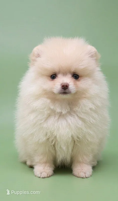 Charlie – Pomeranian puppy for sale in Los Angeles, CA