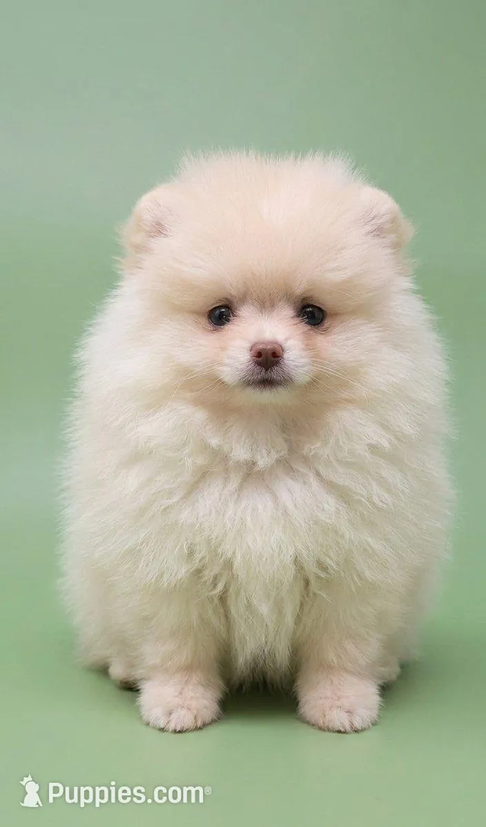 Charlie, a male Pomeranian for sale in Los Angeles, CA – Photo 1 of 4