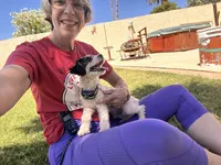 April, a female Poodle - Miniature  for sale in Tempe, AZ – 1 of 2