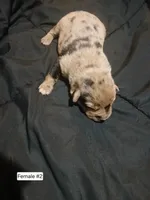 Female 2, a female Australian Shepherd and German Shepherd Dog for sale in Abilene, TX – Photo 2 of 3