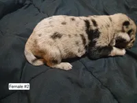 Female 2, a female Australian Shepherd and German Shepherd Dog for sale in Abilene, TX – Photo 3 of 3