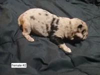 Female 2, a female Australian Shepherd and German Shepherd Dog for sale in Abilene, TX – Photo 1 of 3