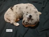 Female 3, a female Australian Shepherd and German Shepherd Dog for sale in Abilene, TX – Photo 1 of 3